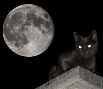 Résultat de recherche d'images pour "vision du chat dans le noir"