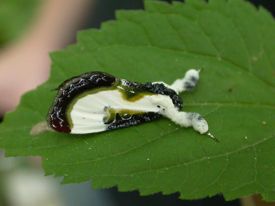 bird_drop_moth