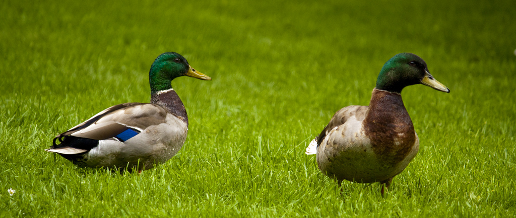 Que Fait Un Canard Quand Il A Soif Le cri d'un canard ne fait pas d'écho : info ou intox ? | Kidi'science