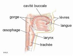 larynx