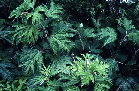 girardinia-diversifolia-2