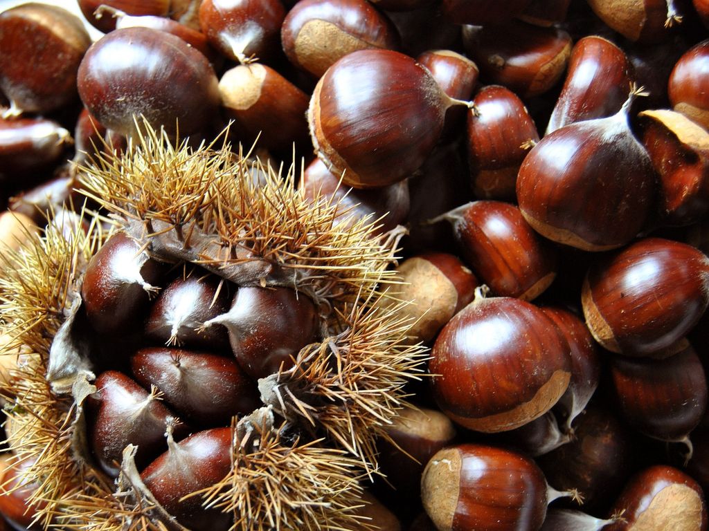 Pourquoi Appelle t on Les Chataignes Des Marrons » Châtaigne ou marron