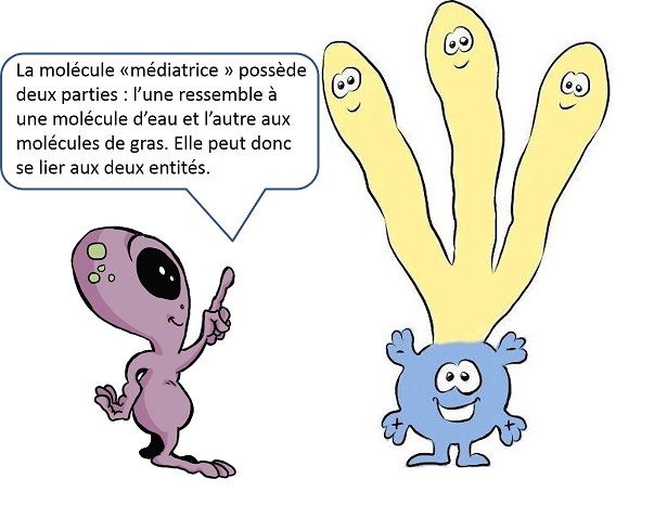 Comment fabrique-t-on le beurre ? | Kidi'science